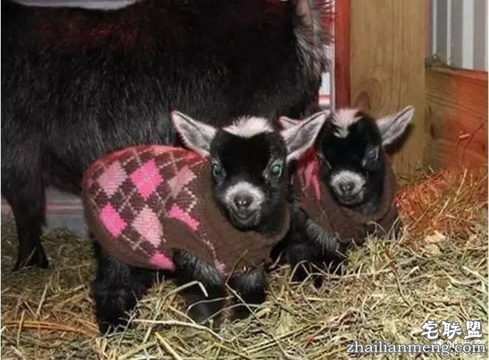 照片神吐槽,看着看着就笑了!