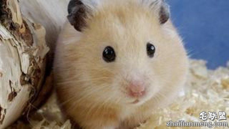 【真相帝】脑袋越大,打哈欠的时间就越长哦