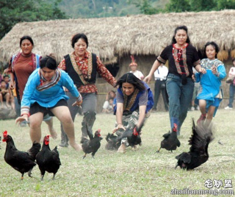 日本高薪招聘“抓鸡员”,只在深夜工作