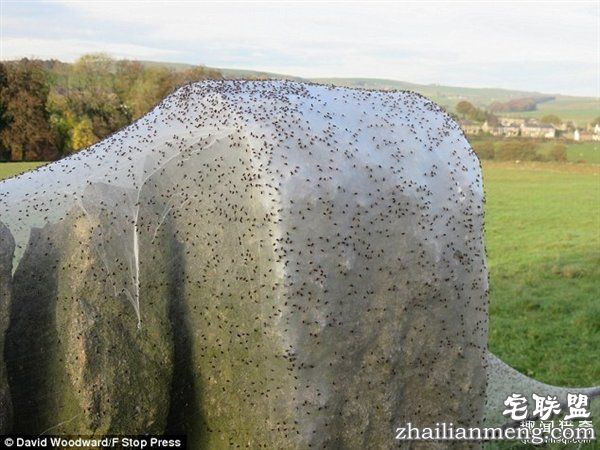 英国绵羊农场被上万蜘蛛入侵:变“盘丝洞”