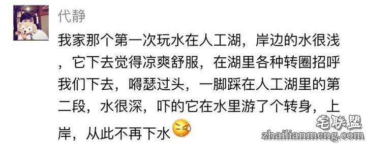 每个养哈士奇的主人，内心都住着一个喜剧之王