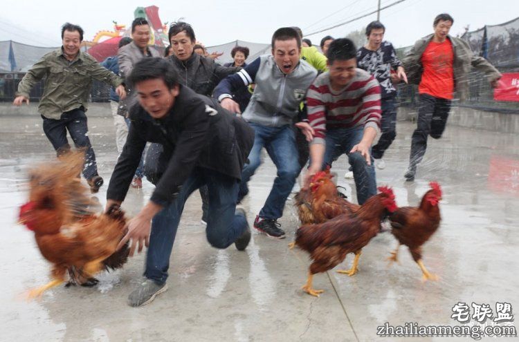 日本高薪招聘“抓鸡员”,只在深夜工作