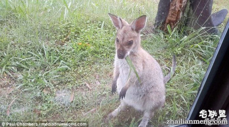 澳大利亚一对夫妻,用集装箱给自己造了栋房