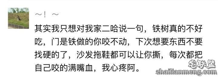 每个养哈士奇的主人，内心都住着一个喜剧之王