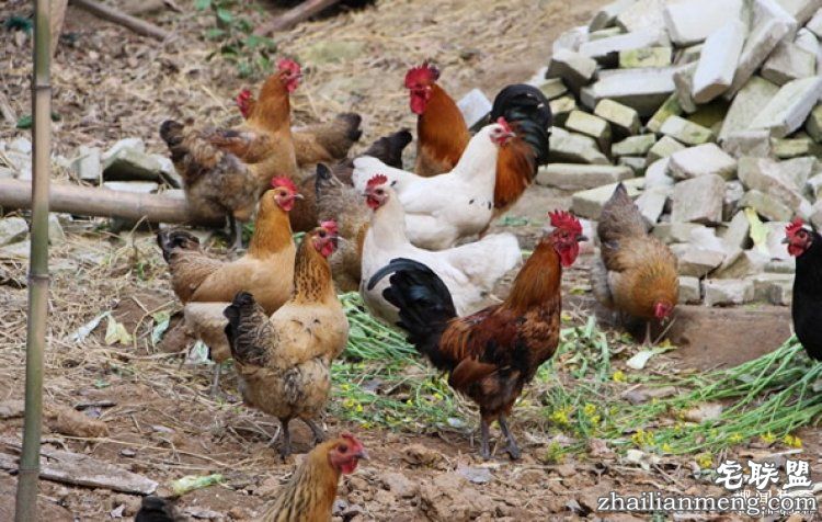 日本高薪招聘“抓鸡员”,只在深夜工作