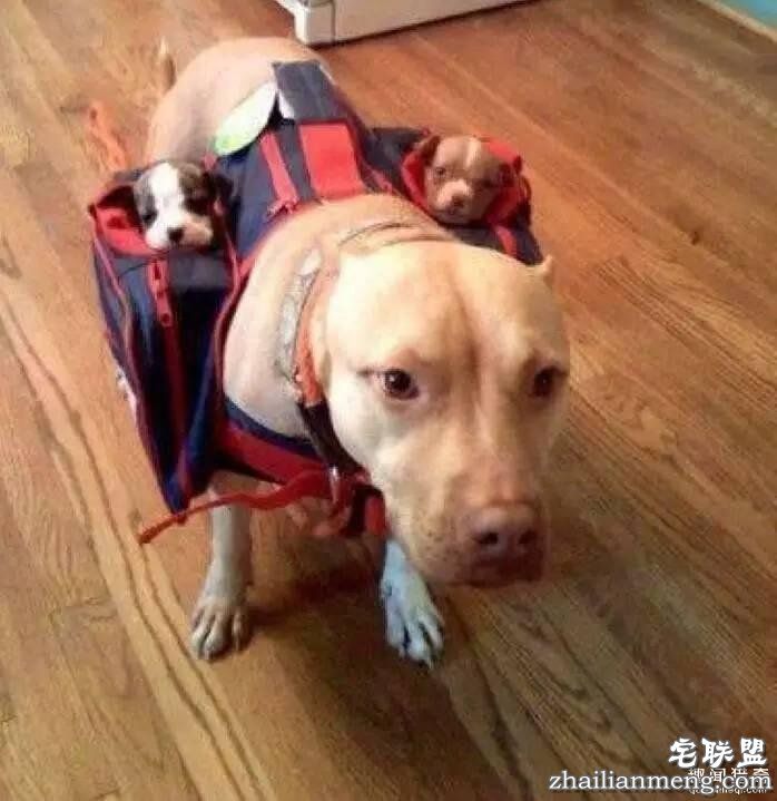 照片神吐槽,看着看着就笑了!