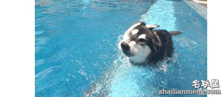 每个养哈士奇的主人，内心都住着一个喜剧之王