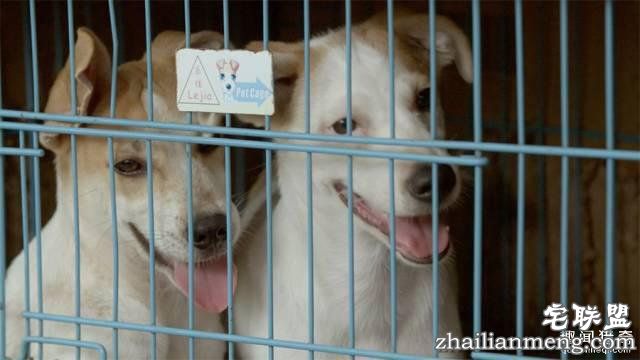 他离开家睡在街头,靠捡垃圾救了3000多条流浪狗