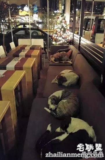 这20张照片, 证明生活还是很美好的!