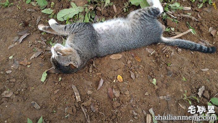 女主人离世一年,猫咪天天回到墓碑前守护过世主人--趣味说