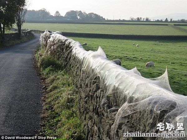 英国绵羊农场被上万蜘蛛入侵:变“盘丝洞”