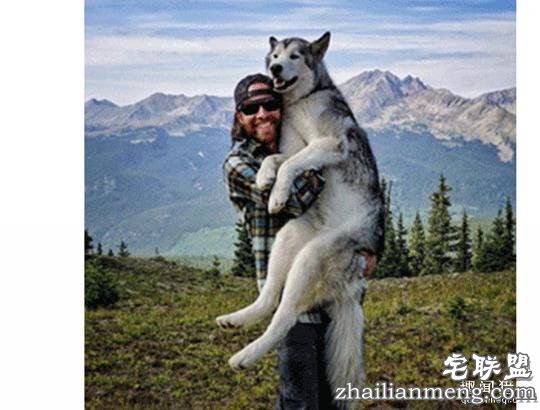 每个养哈士奇的主人，内心都住着一个喜剧之王