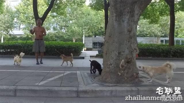 他离开家睡在街头,靠捡垃圾救了3000多条流浪狗