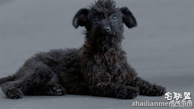 他离开家睡在街头,靠捡垃圾救了3000多条流浪狗