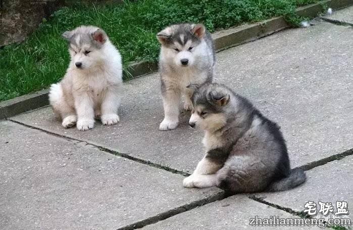 照片神吐槽,看着看着就笑了!