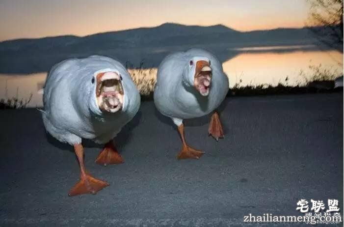 照片神吐槽,看着看着就笑了!