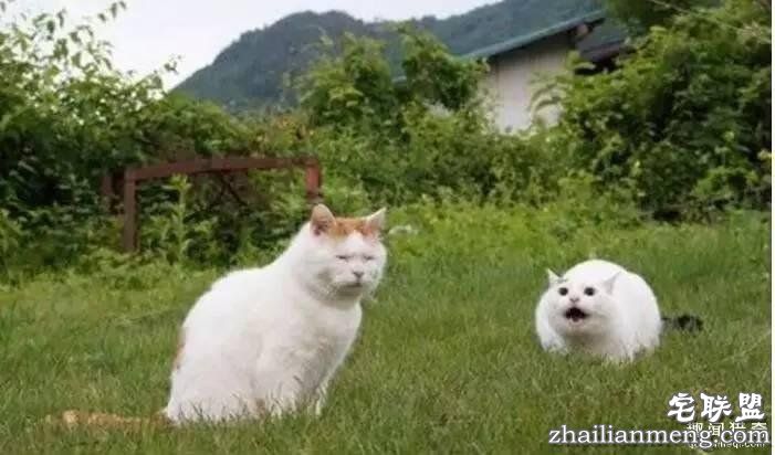 照片神吐槽,看着看着就笑了!