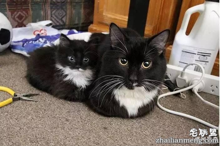 照片神吐槽,看着看着就笑了!