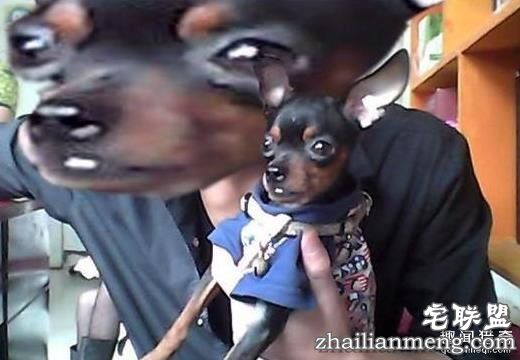 求大神PS的后果,逗大家笑一笑!