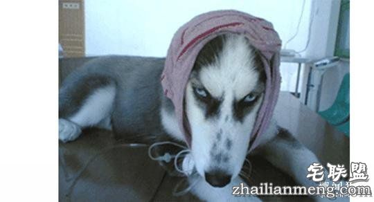 每个养哈士奇的主人，内心都住着一个喜剧之王