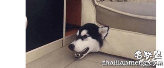 每个养哈士奇的主人，内心都住着一个喜剧之王