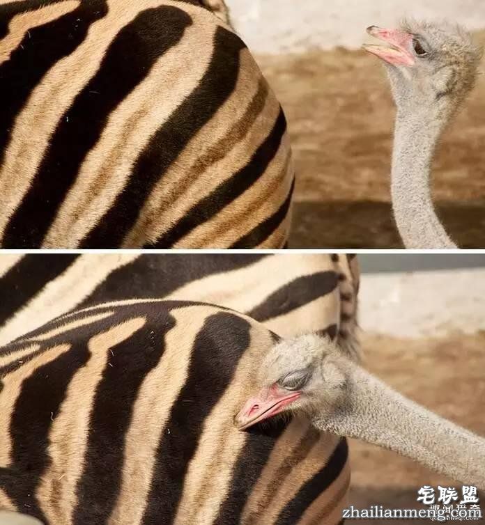 照片神吐槽,看着看着就笑了!