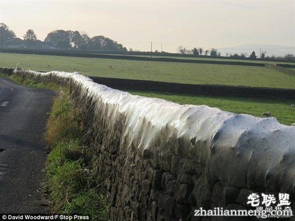 英国绵羊农场被上万蜘蛛入侵:变“盘丝洞”