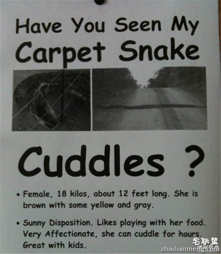 这些外国人太会玩,连找宠物的方式都这么奇特