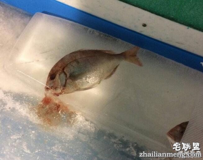 日本游乐园在熘冰场「埋5000隻死鱼」称世界首见,但恐怖血水画面让网友崩溃喊:「脑残吗?!」