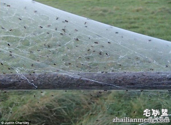 英国绵羊农场被上万蜘蛛入侵:变“盘丝洞”