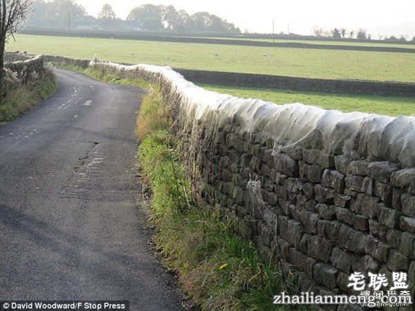 英国绵羊农场被上万蜘蛛入侵:变“盘丝洞”