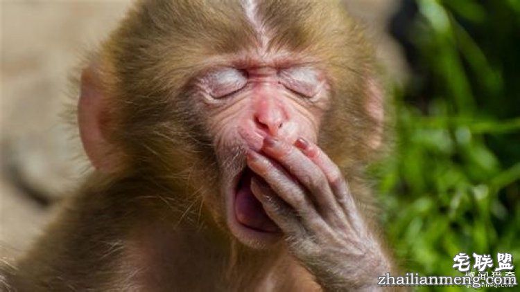 【真相帝】脑袋越大,打哈欠的时间就越长哦