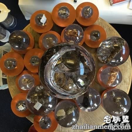 粪便博物馆刚半干的牛粪被人偷走 居然还有人偷屎! 第2张图片