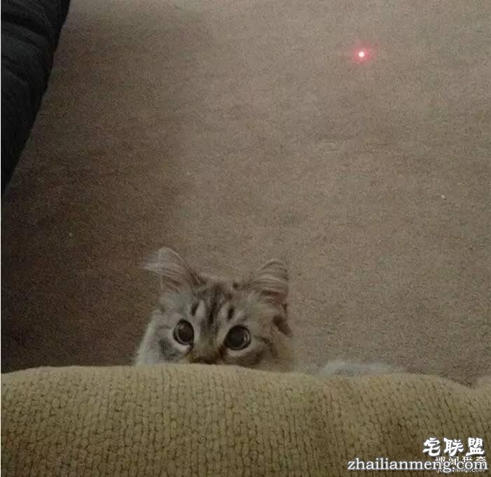 照片神吐槽,看着看着就笑了!