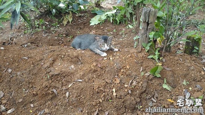 女主人离世一年,猫咪天天回到墓碑前守护过世主人--趣味说