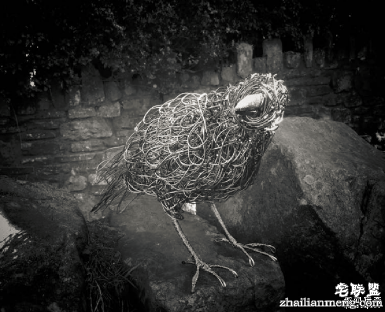 CandiceBees让你惊呆的动物雕塑!