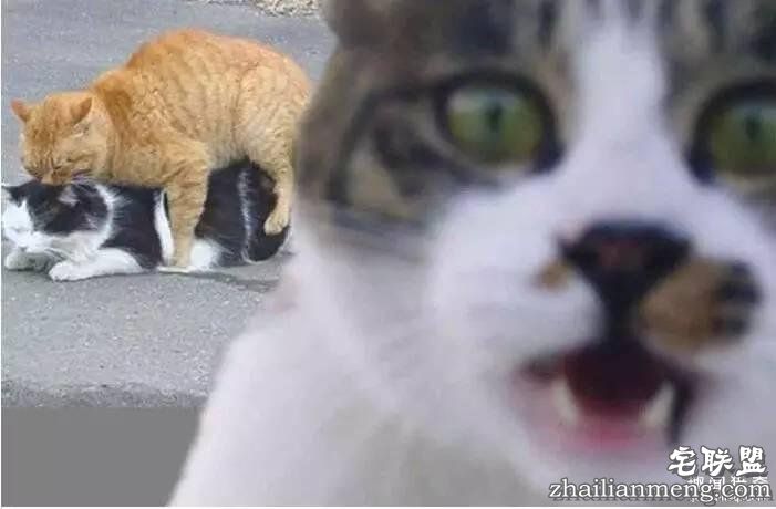 照片神吐槽,看着看着就笑了!