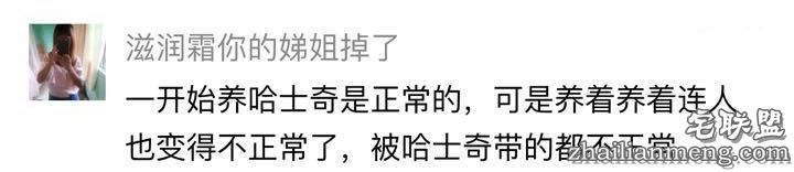 每个养哈士奇的主人，内心都住着一个喜剧之王