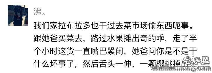 每个养哈士奇的主人，内心都住着一个喜剧之王