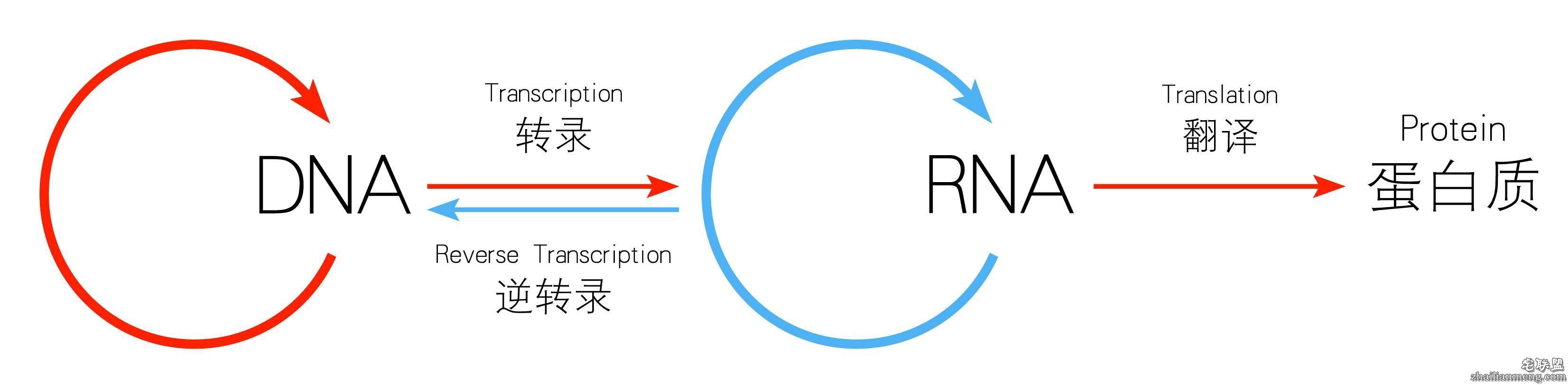 返老还童将成真,斯坦福教授解说