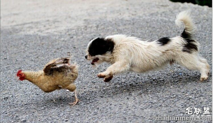 日本高薪招聘“抓鸡员”,只在深夜工作
