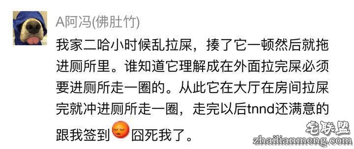 每个养哈士奇的主人，内心都住着一个喜剧之王