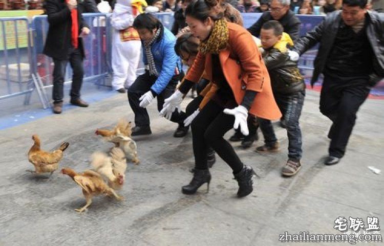日本高薪招聘“抓鸡员”,只在深夜工作