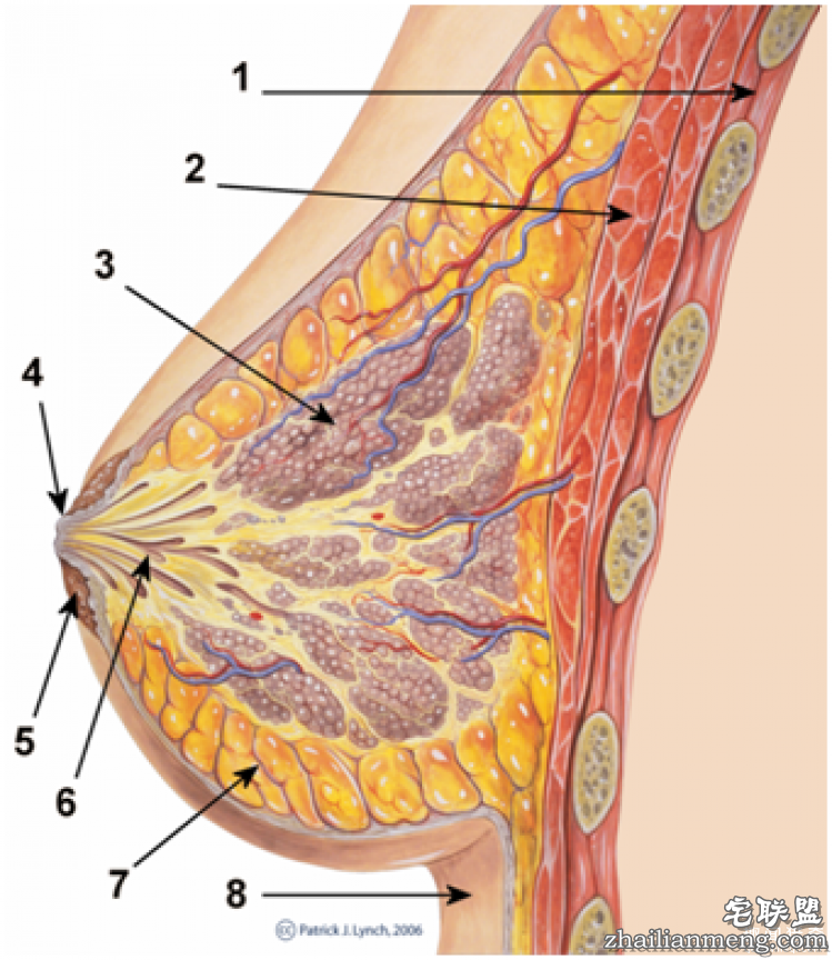 【真相帝】熬夜到底是不是胸小的罪魁祸首?
