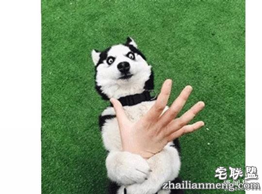 每个养哈士奇的主人，内心都住着一个喜剧之王