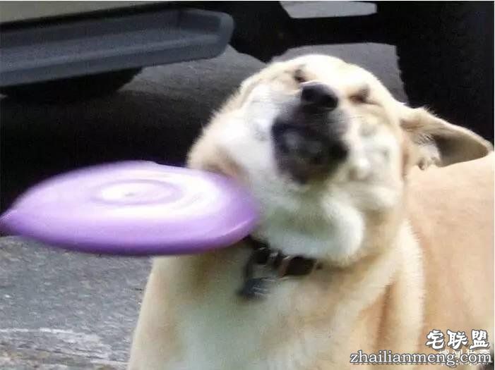 照片神吐槽,看着看着就笑了!