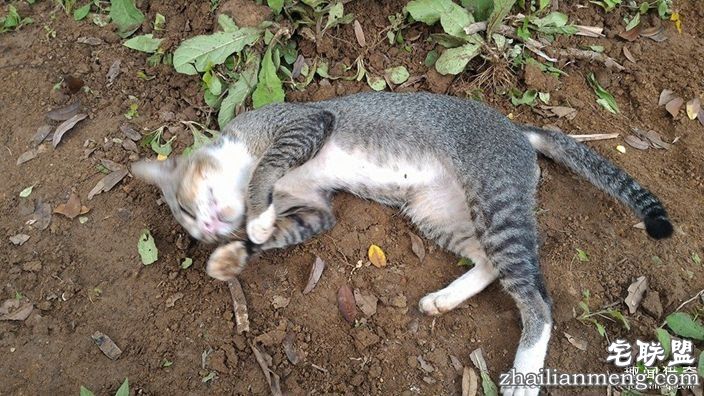 女主人离世一年,猫咪天天回到墓碑前守护过世主人--趣味说