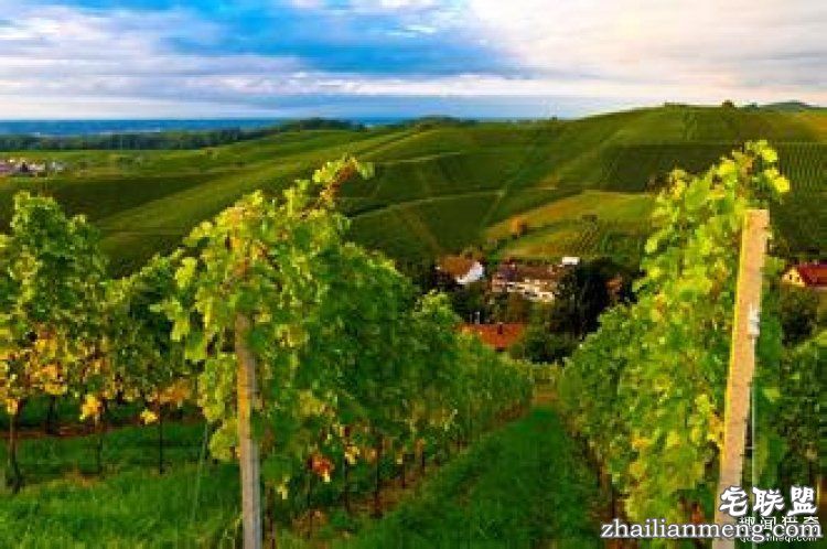 【真相帝】为什么“82年”的拉菲才是最好的?