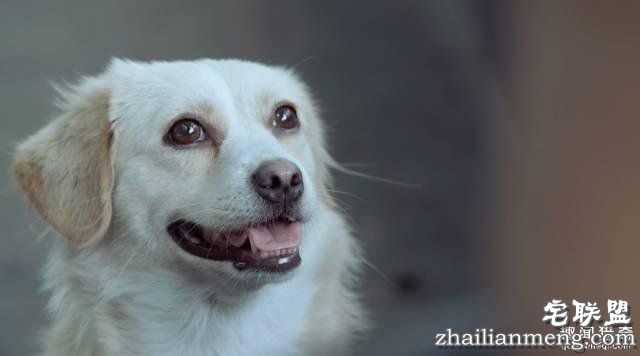 他离开家睡在街头,靠捡垃圾救了3000多条流浪狗