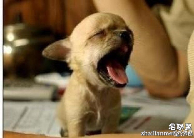 【真相帝】脑袋越大,打哈欠的时间就越长哦